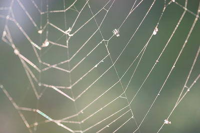 Close-up of spider web