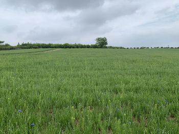 Scenic view of agricultural field against sky