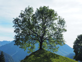 Tree against sky