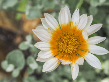 Close-up of white flower