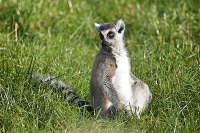 Ring-tailed lemur on grassy field