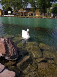 Swan swimming in lake