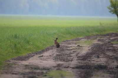 View of a bird on a field