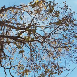 Low angle view of branches against clear sky