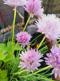 Close-up of pink flowers