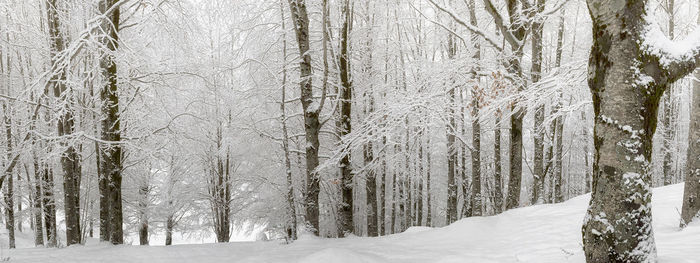 Bare trees in forest during winter