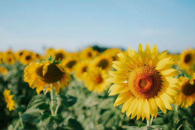 Close-up of sunflower on field against sky