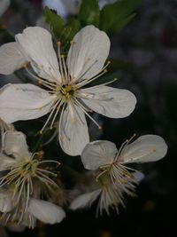 Close-up of white flowering plant