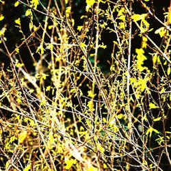 Full frame shot of plants