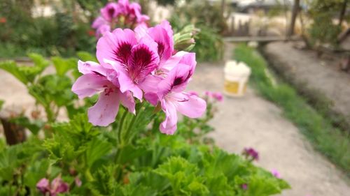 Close-up of pink flowers blooming outdoors