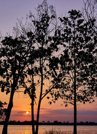 Silhouette trees against sky during sunset
