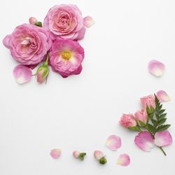 Close-up of pink roses against white background