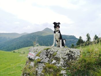 Dog sitting on rock