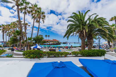 palm tree