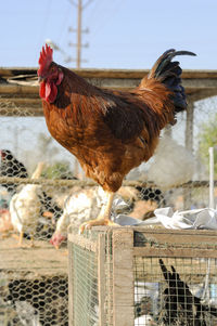 Close-up of rooster