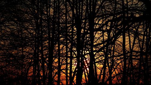 Silhouette of bare trees at sunset