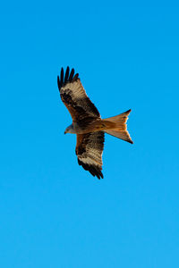 Low angle view of bird flying against clear blue sky