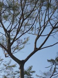 Low angle view of tree against sky