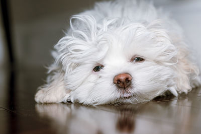 Portrait of havanese dog lying on hardwood floor