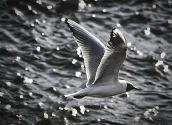 Bird flying over water