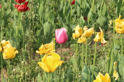 Close-up of fresh yellow flowers blooming in field