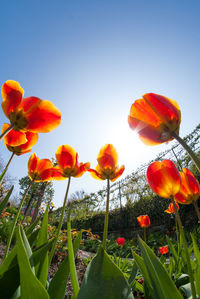 Close-up of poppies blooming on field against clear sky