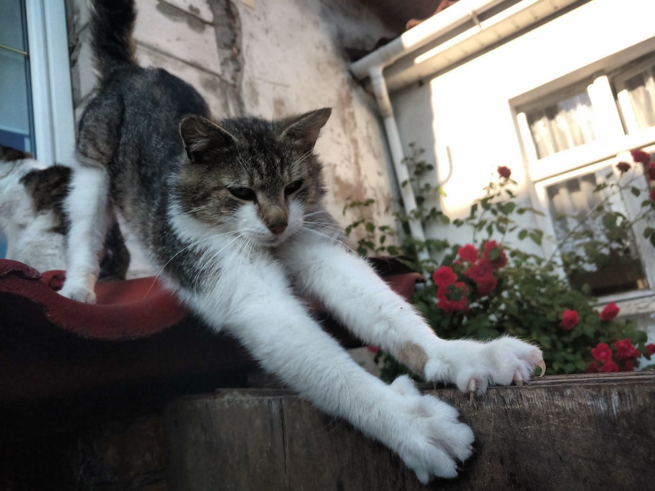 pets, domestic cat, domestic animals, cat, mammal, animal themes, one animal, feline, indoors, home interior, whisker, relaxation, sitting, architecture, built structure, looking at camera, house, home, portrait, window