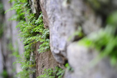Close-up of tree trunk