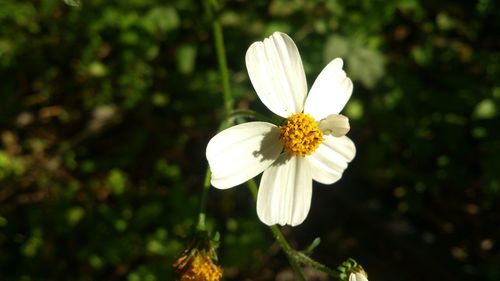 Close-up of white flower blooming outdoors