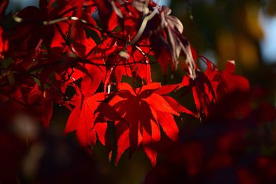 Close-up of red maple leaves on tree