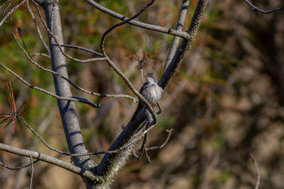 Close-up of bird perching on branch