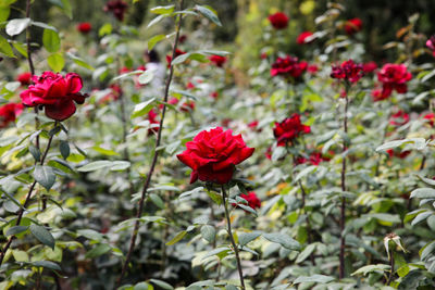 Close-up of red rose