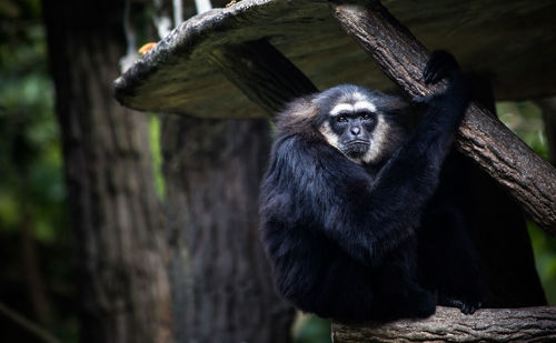 Close-up of gorilla on tree