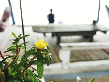 Close-up of flowers against blurred background