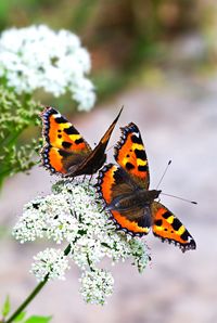 Close-up of butterfly pollinating on flower