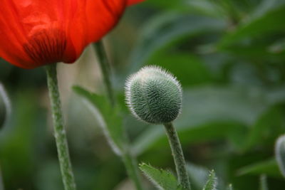 Close-up of poppy growing on plant