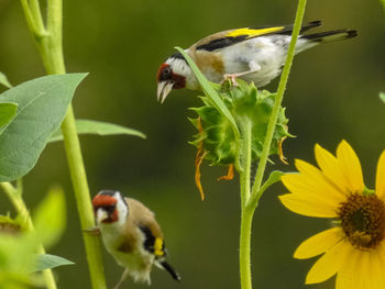 Close-up of sparrow on flower