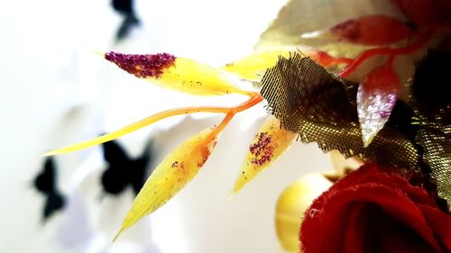 Close-up of insect on flower