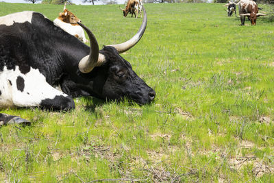 Cows in a field