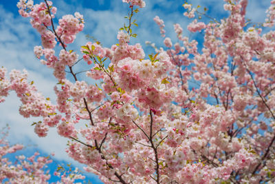 Low angle view of pink flowering tree