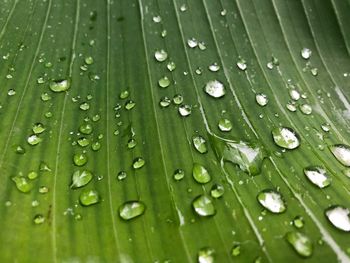 Full frame shot of wet leaf