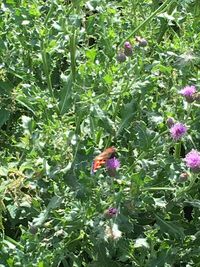 Bee pollinating flower