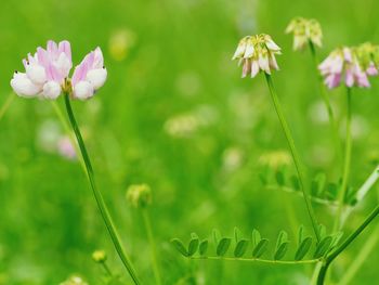 Close-up of flowers blooming in field