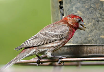 Northern cardinal at the feeder