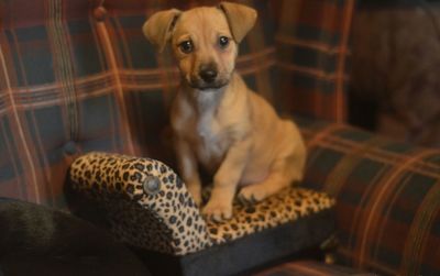 Portrait of dog at home