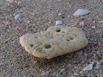 Close-up of seashell on sand at beach