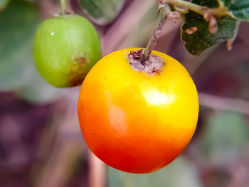 Close-up of apple hanging on tree