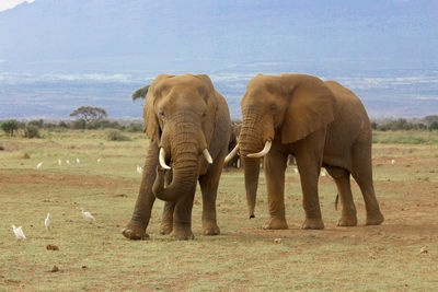 Elephants in amboseli national park with mt. kilimanjaro in the background
