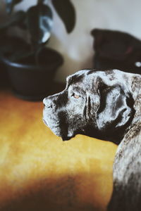 Close-up of a dog resting