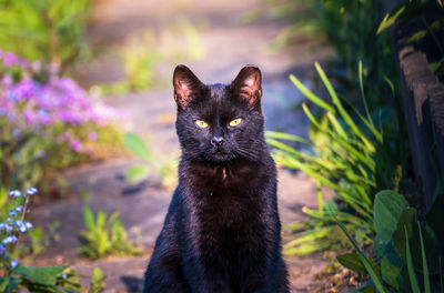 Portrait of black cat